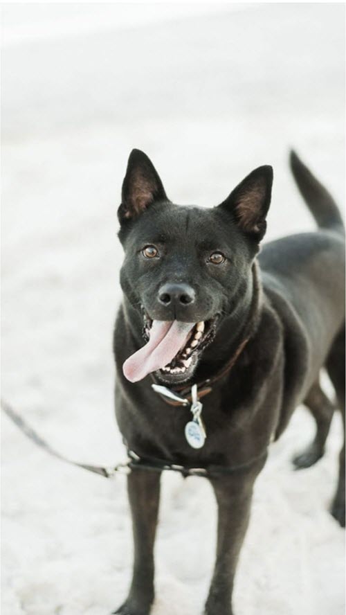 a dog