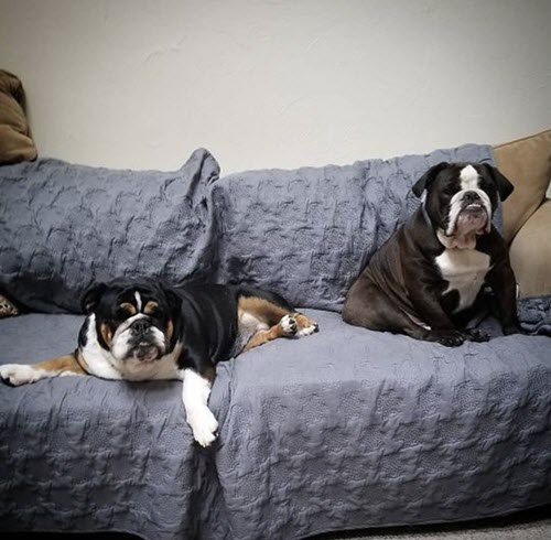 two dogs