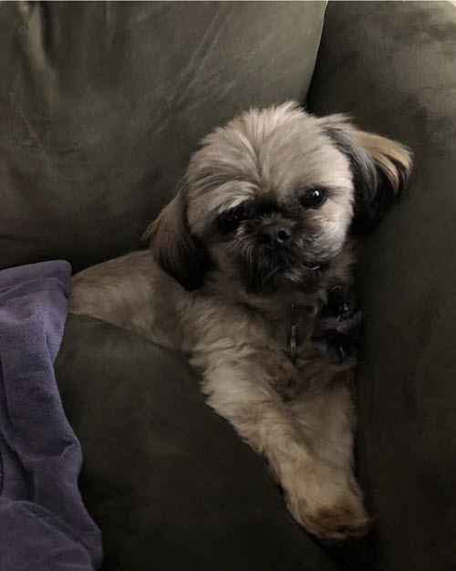 A dog on a bed