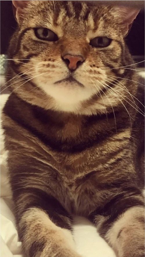A cat