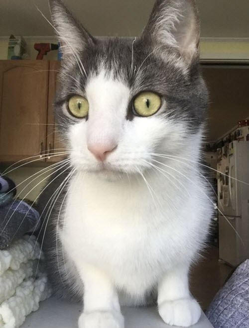 A grey-white cat