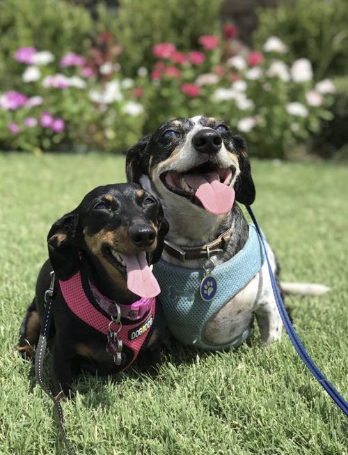 two dogs sitting on the grass