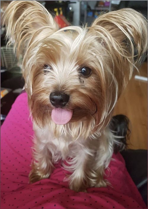 A dog