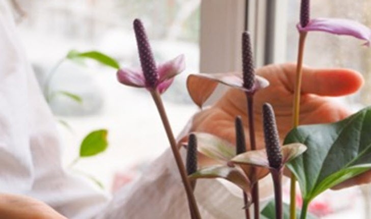 Houseplants