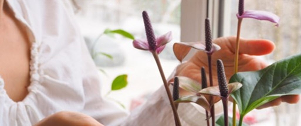 Houseplants